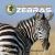 All about African Zebras