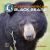 All about North American Black Bears