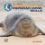 All about North American Hawaiian Monk Seals