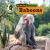 All about African Baboons