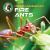 All about North American Fire Ants