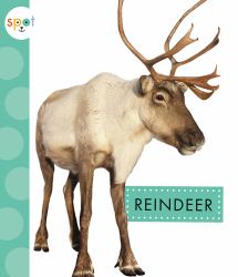 Reindeer