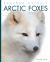 Arctic Foxes