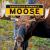 Moose