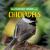 Chickadees