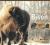 Portraits of the Bison : An Illustrated Guide to Bison Society