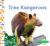 Tree Kangaroos