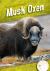 Musk Oxen