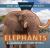 Elephants: a Savanna Keystone Species